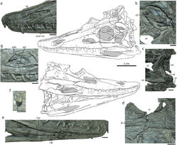 Diandongosuchus skull
