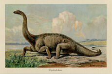 Diplodocus Heinrich Harder, 1916
