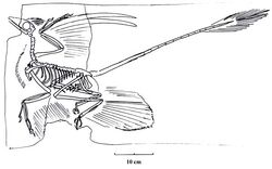 Microraptor gui