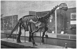 YPM 1910, a mounted skeleton that is the holotype of Camarasaurus (= “Morosaurus”) lentus, in the dinosaur hall of the Yale Peabody Museum