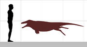 Ambulocetus size