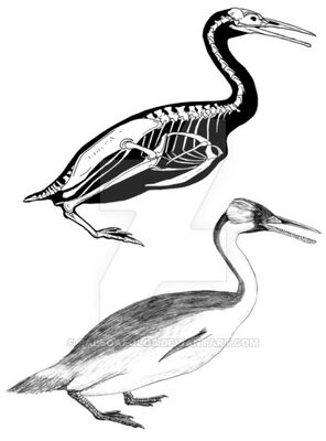 Hesperornis regalis by paleoaeolos-d15i8qo