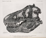 Tyrannosaurus skull AMNH 5027