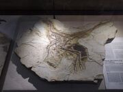 Anchiornis BMNHC PH 001151