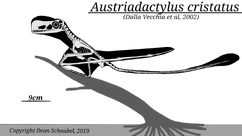 Austriadactylus skeletal