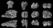 Dental-elements-of-the-proboscidean-Arcanotherium-savagei-Court-1995-from-the
