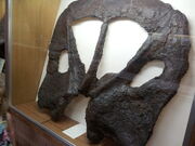 Torosaurus fossil