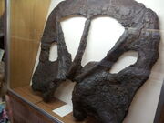 Torosaurus fossil.jpg