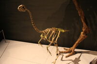 Скелет авимима