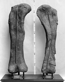 Brachiosaurus femur and humerus