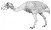 Dromornis stirtoni by paleoaeolos dfuxan-414w-2x