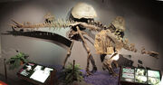 Hesperosaurus fossil.jpg
