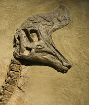 Lambeosaurus skull 03.jpg