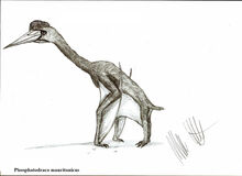 Phosphatodraco.jpg