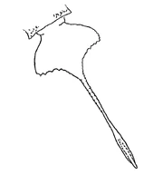 Сальтероптер