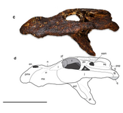 Alligator munensis lateral