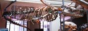 Basilosaurus cetoides (1)