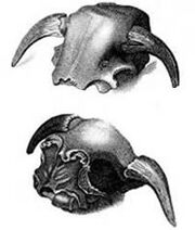 Bootherium wistar-temp