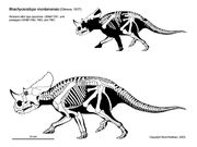 Brachyceratops-scott-hartman