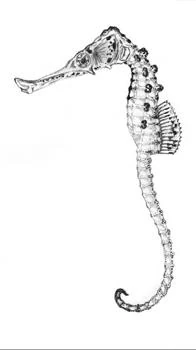 Hippocampus slovenicus Вымершие животные вики Fandom