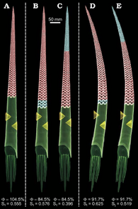 Hydrostatic-models-of-Baculites-compressus-with-computed-percentage-of-the-phragmocone