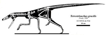 Terrestrisuchus.jpg