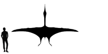 Wingspan-azhdarcho