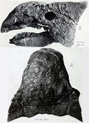 Ankylosaurus skull AMNH 5214