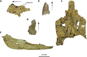 Mekosuchus Australia