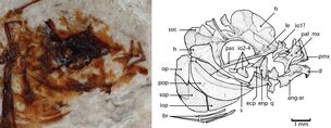 Pegasus-volans-MCSNV-T293-Detail-of-the-skull-and-interpretative-drawing-Legend