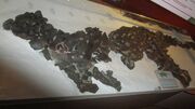 Scelidosaurus fossil.jpg