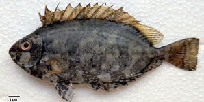 Siganus-rivulatus-300x151