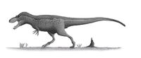 Дасплетозавр 4