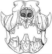 440px-EB1911 Marsupialia - Front view of Skull of Thylacoleo carnifex