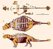 Preserved elements and skeletal reconstructions of Akainacephalus johnsoni