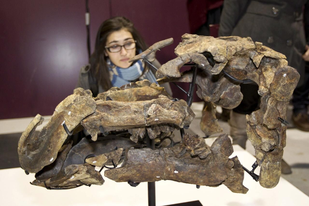 Proa valdearinnoensis skull 01.jpg