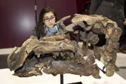 Proa valdearinnoensis skull 01.jpg