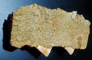 Saurolophus skin