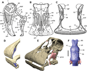 Nigersaurus skull