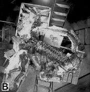 The most complete specimen is a nearly complete juvenile Camarasaurus (CM 11338)
