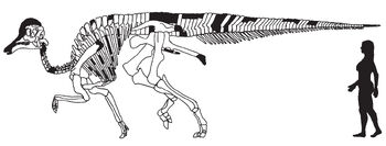 Amurosaurus skeletal