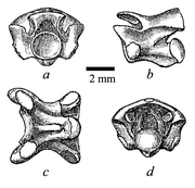 Coniophis holotype Marsh 1892