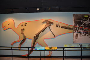 Hadrosaurus foulkii on display today at the Academy of Natural Sciences