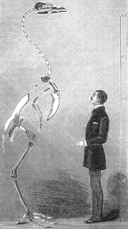 Skeleton of a gastornis eduardsii (Lemoine's illustration 1881)