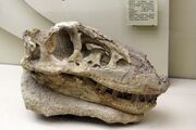 Tarbosaurus skull 04