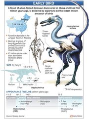 Haplocheirus images