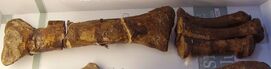 Megalosaurus right tibia (& left metatarsals)