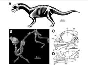 Mussaurus baby skeleton