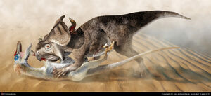 Protoceratops vs Velociraptor