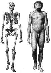 Turkana boy by Mauricio Antón.jpg